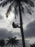 Photos de l'archipel des Bijagos en Guine Bissau : Rcolte du vin de palme