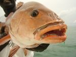 Photos de l'archipel des Bijagos en Guine Bissau : Carpe rouge