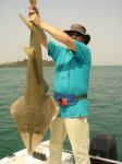 Photos of Bijagos Islands in Guinea Bissau : Guitarfish