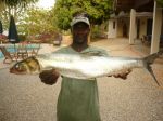 Photos de l'archipel des Bijagos en Guine Bissau : Elops