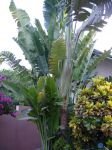 Photos of Bijagos Islands in Guinea Bissau : The traveler's tree