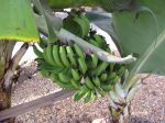 Photos de l'archipel des Bijagos en Guine Bissau : Bananes du jardin