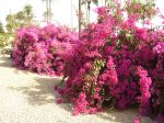 Photos of Bijagos Islands in Guinea Bissau : Bougainvillea