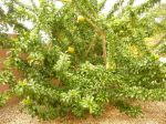 Photos of Bijagos Islands in Guinea Bissau : Calabash