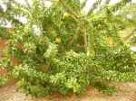 Photos of Bijagos Islands in Guinea Bissau : Calabash