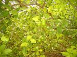 Photos de l'archipel des Bijagos en Guine Bissau : Citrons verts du jardin