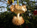 Photos de l'archipel des Bijagos en Guine Bissau : Fleur du baobab