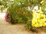 Photos of Bijagos Islands in Guinea Bissau : Flower