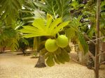 Photos de l'archipel des Bijagos en Guine Bissau : Fruit de l'arbre  pain