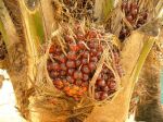Photos de l'archipel des Bijagos en Guine Bissau : Fruit du palmier  huile