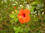 Photos of Bijagos Islands in Guinea Bissau : Hibiscus