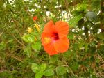 Photos of Bijagos Islands in Guinea Bissau : Hibiscus