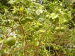 Photos of Bijagos Islands in Guinea Bissau : Mandarin oranges from the garden