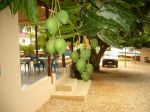 Photos de l'archipel des Bijagos en Guine Bissau : Mangues