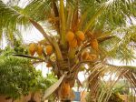 Photos de l'archipel des Bijagos en Guine Bissau : Noix de coco