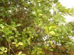 Photos de l'archipel des Bijagos en Guine Bissau : Oranges du jardin