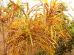 Photos of Bijagos Islands in Guinea Bissau : Tropical plant