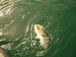 Photos de l'archipel des Bijagos en Guine Bissau : Carangue au stick bait