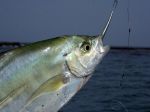 Photos of Bijagos Islands in Guinea Bissau : Senegal jack