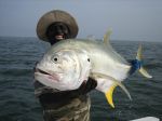 Photos of Bijagos Islands in Guinea Bissau : Crevalle jack