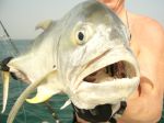 Photos of Bijagos Islands in Guinea Bissau : Crevalle jack