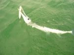 Photos of Bijagos Islands in Guinea Bissau : Tropical needlefish