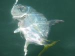 Photos de l'archipel des Bijagos en Guine Bissau : Carangue