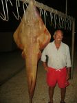 Photos de l'archipel des Bijagos en Guine Bissau : Raie guitare de Philippe