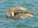 Photos of Bijagos Islands in Guinea Bissau : 