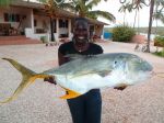 Photos de l'archipel des Bijagos en Guine Bissau : Carangue 23kg