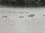 Photos de l'archipel des Bijagos en Guine Bissau : hippos des bijagos