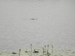 Photos de l'archipel des Bijagos en Guine Bissau : crocodile