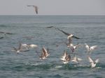 Photos of Bijagos Islands in Guinea Bissau : 