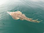 Photos of Bijagos Islands in Guinea Bissau : 