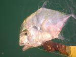 Photos de l'archipel des Bijagos en Guine Bissau : Carangue Pompano