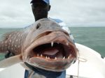 Photos de l'archipel des Bijagos en Guine Bissau : Lutjanus Dentatus