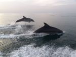 Photos de l'archipel des Bijagos en Guine Bissau : Dauphins Turciops