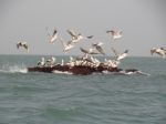 Photos de l'archipel des Bijagos en Guinée Bissau : Pélicans
