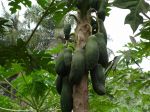 Photos of Bijagos Islands in Guinea Bissau : 