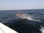 Photos de l'archipel des Bijagos en Guine Bissau : Accompagnant