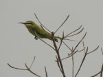 Photos de l'archipel des Bijagos en Guine Bissau : Gupier