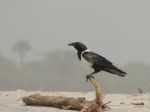 Photos of Bijagos Islands in Guinea Bissau : 