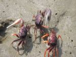 Photos de l'archipel des Bijagos en Guine Bissau : Crabe violoniste