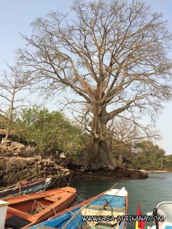 Photos de l'archipel Bijagos Guine Bissau : Paysages - Arbre  crmonies