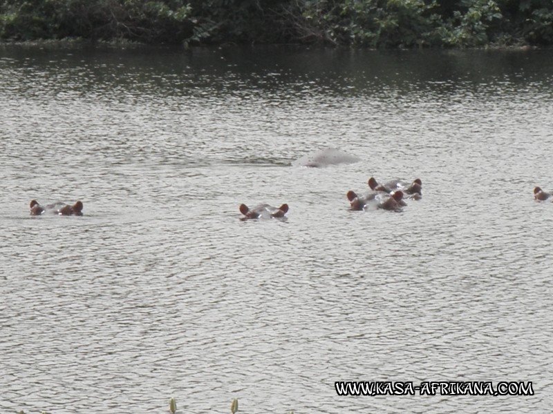 Photos de l'archipel Bijagos Guine Bissau : Faune locale - hippos des bijagos