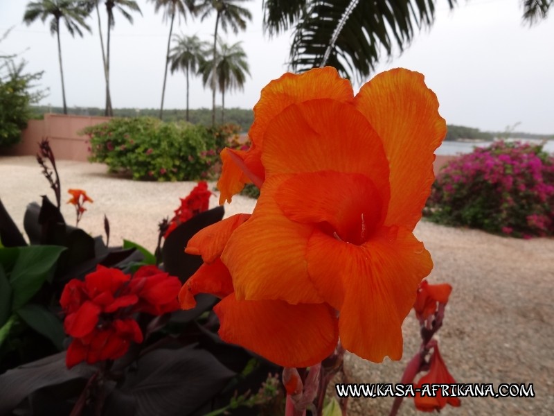 Photos de l'archipel Bijagos Guine Bissau : Jardin de l'hotel - Canna
