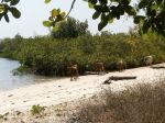 Photos de l'archipel des Bijagos en Guine Bissau : Beach cowing